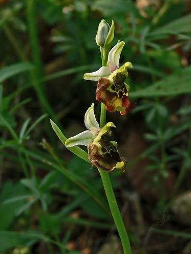 hmyzovník čmeľovitý