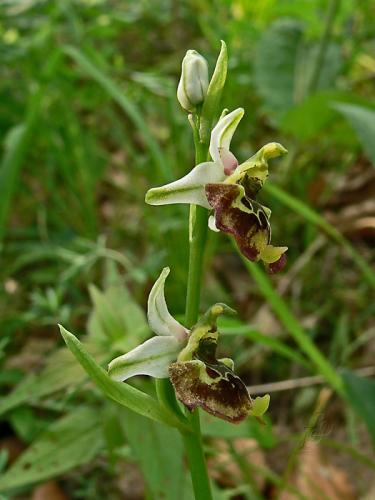 hmyzovník čmeľovitý