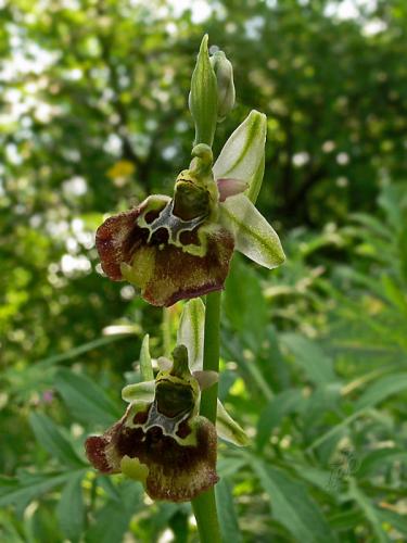 hmyzovník čmeľovitý