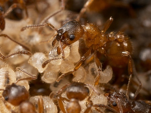 Myrmica sp.