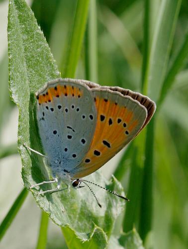 Lycaena dispar