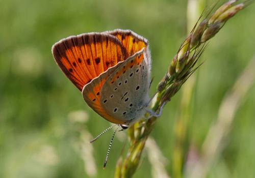 Lycaena dispar