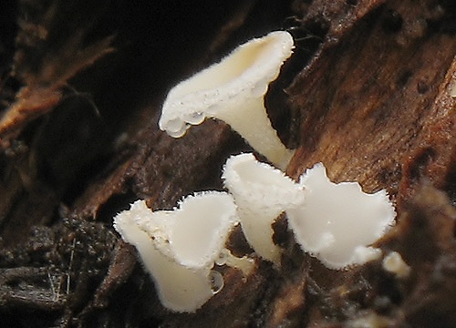 lachnetka biela / chlupáček bělostný