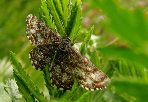 Ematurga atomaria