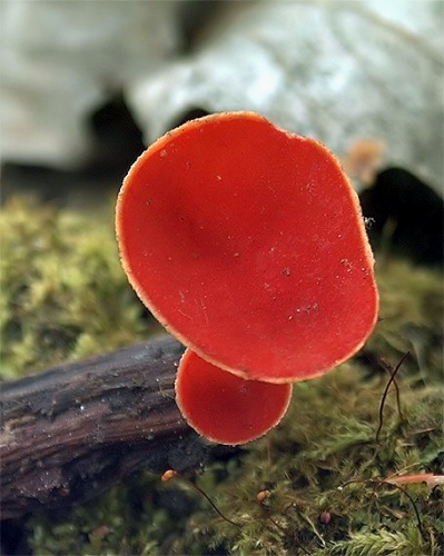 ohnivec rakúsky / ohnivec rakouský