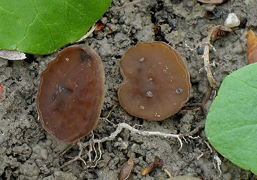 hľuznatka obyčajná / hlízenka hlíznatá