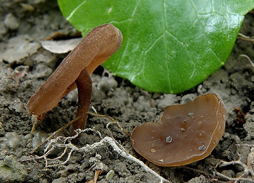 hľuznatka obyčajná / hlízenka hlíznatá