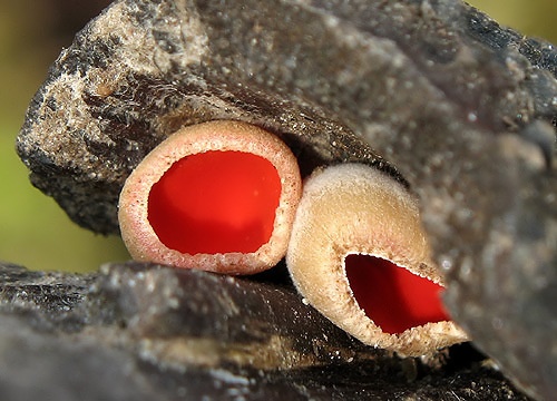 ohnivec rakúsky / ohnivec rakouský