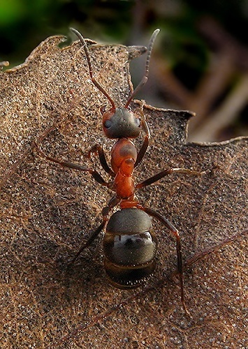 Mravec