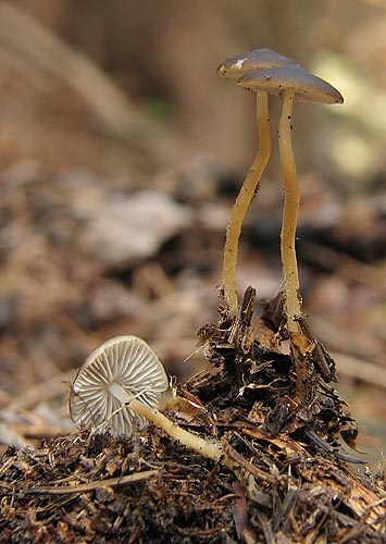 peniazočka smreková / penízovka smrková