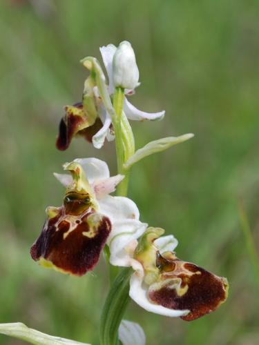 hmyzovník čmeľovitý