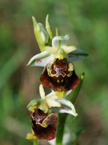 hmyzovník čmeľovitý