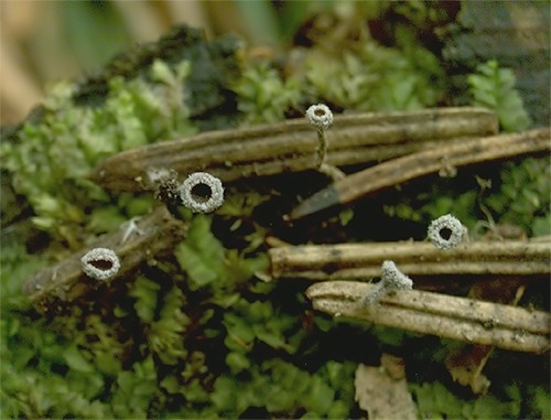 jahňadka chĺpkatá