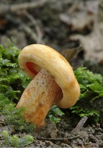 rýdzik lososovoružový / ryzec lososový