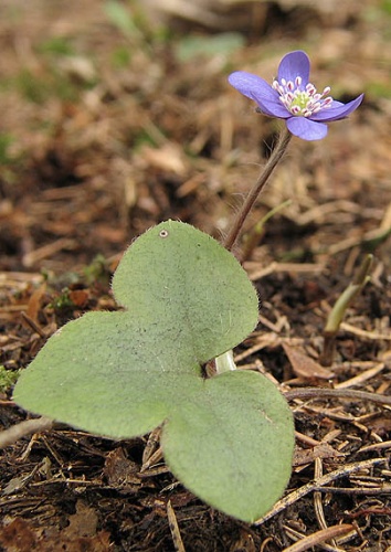 pečeňovník trojlaločný
