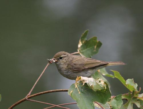 kolibkárik čipčavý