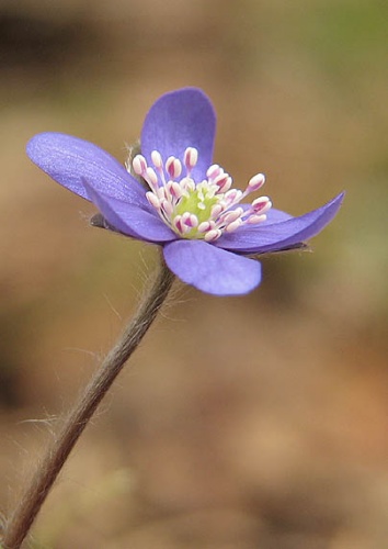 pečeňovník trojlaločný