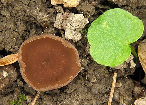 hľuznatka obyčajná / hlízenka hlíznatá