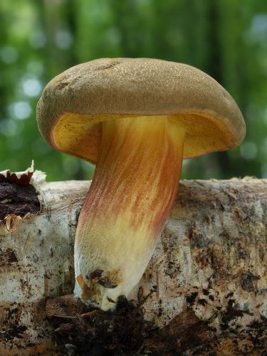 suchohríb žltomäsový / hřib žlutomasý