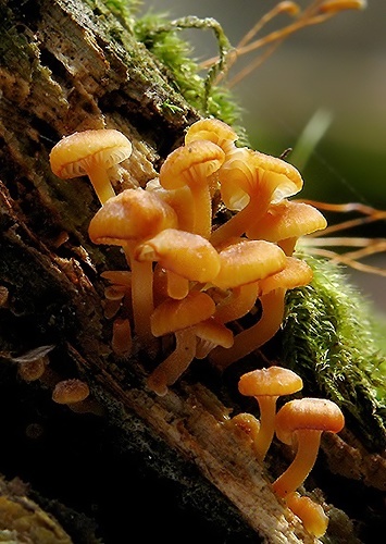 tanečnička zvončekovitá / kalichovka zvonečková