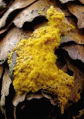 Slizovka