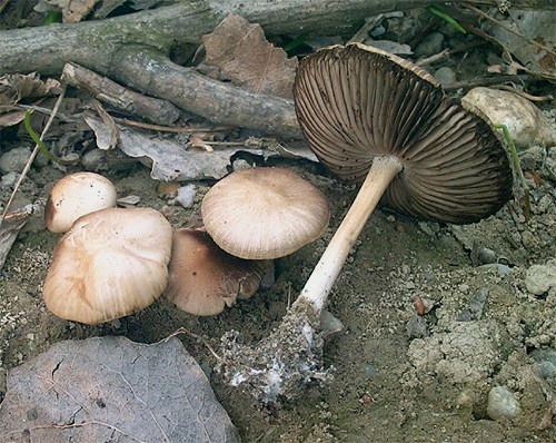 cf. Psathyrella sp.