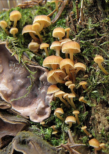 tanečnička zvončekovitá / kalichovka zvonečková