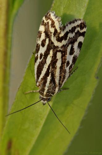 morička pupencová