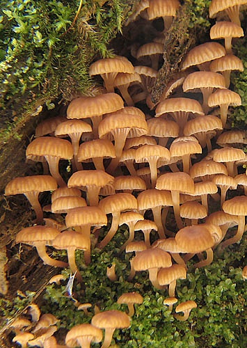 tanečnička zvončekovitá / kalichovka zvonečková