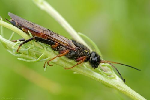 Sirex sp.