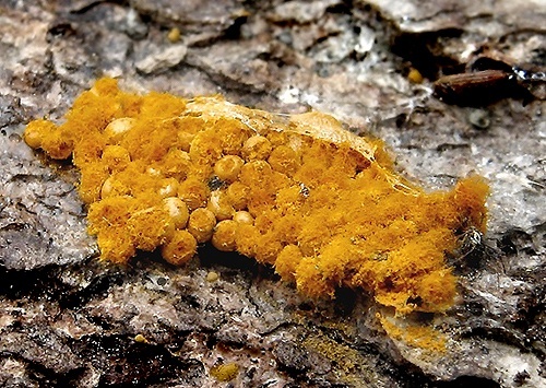 Slizovka