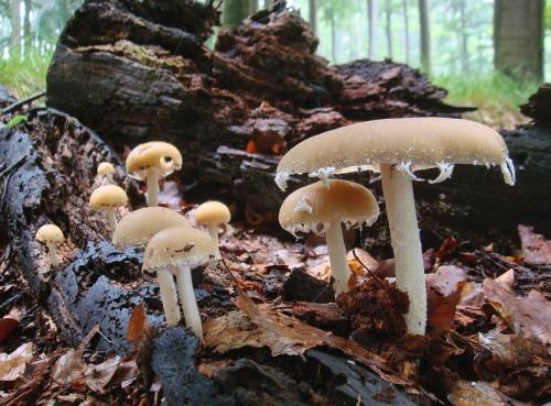 drobuľka Candolleova / křehutka Candolleova