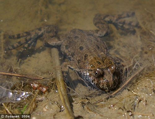 kunka červenobruchá