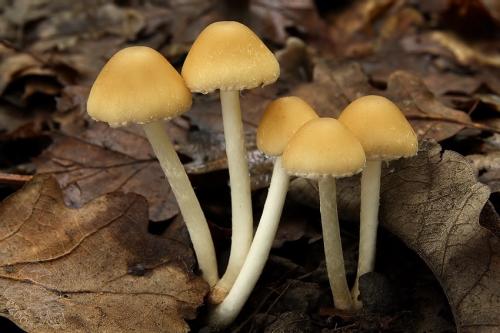 drobuľka Candolleova / křehutka Candolleova