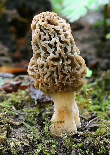 smrčok obyčajný / smrž jedlý