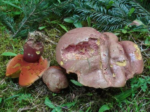 hríb úhľadný horský / hřib Moserův