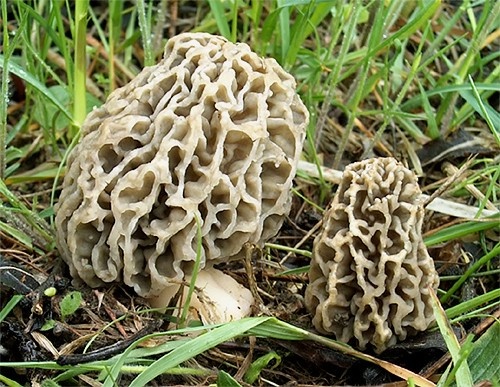 smrčok obyčajný / smrž jedlý