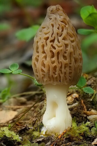 smrčok kužeľovitý / smrž kuželovitý