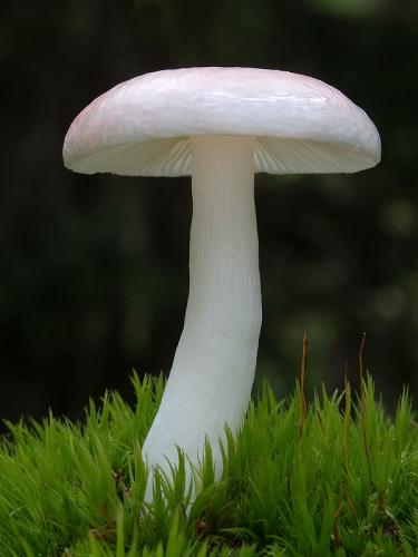 plávka brezová / holubinka březová