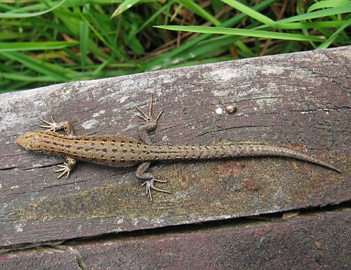 jašterica živorodá