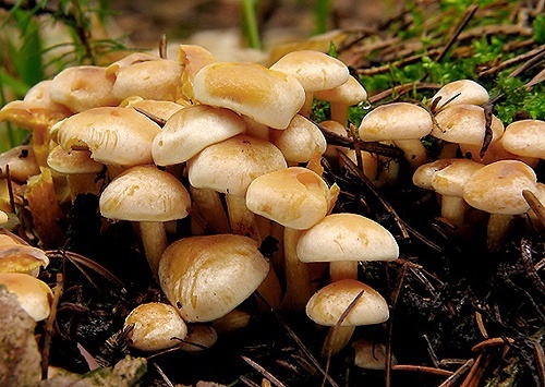 strapcovka zväzkovitá / třepenitka svazčitá