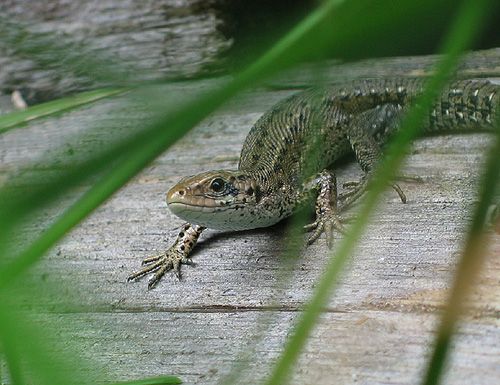 jašterica živorodá