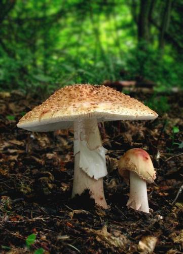 muchotrávka červenkastá / muchomůrka růžovka