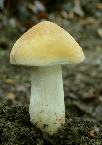 čírovnica májová / čirůvka májovka