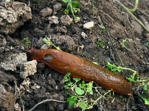 slizovec ?