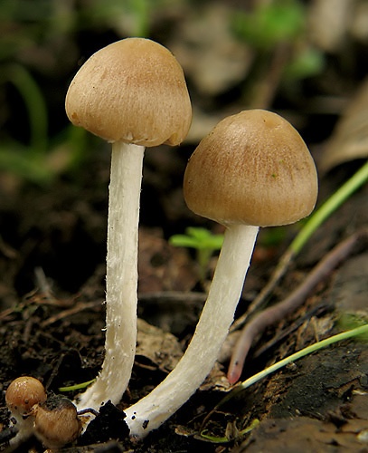 drobuľka (bližšie neurčená)