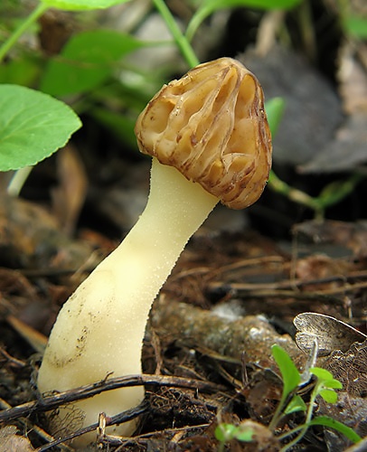 smrčok hybridný / smrž polovolný