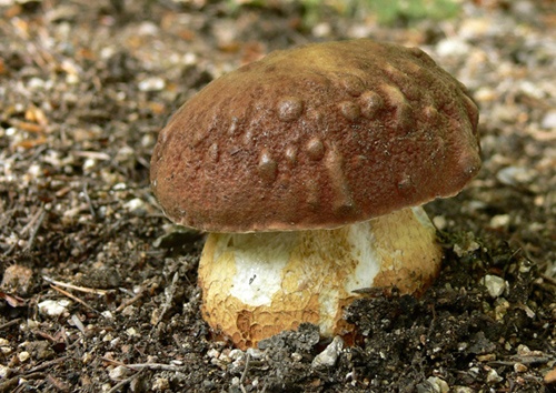 hríb sosnový / hřib borový