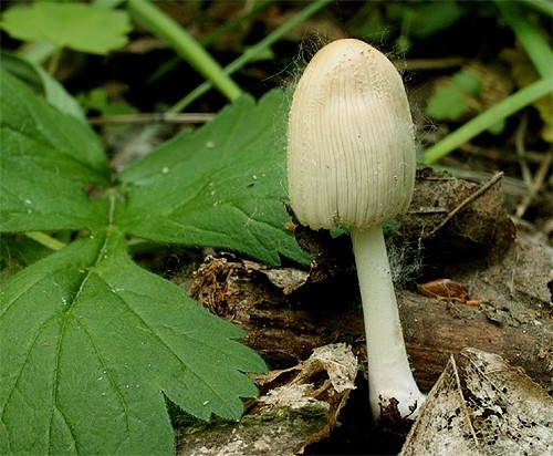 Hnojník žltostredový