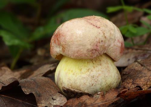 hríb kráľovský / hřib královský